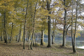 les arbres de France