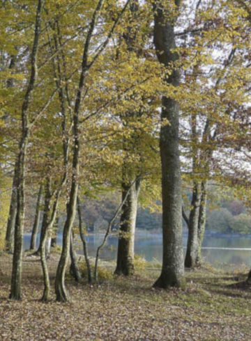 les arbres de France