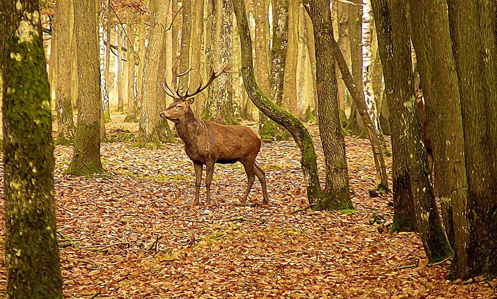 un cerf en forêt