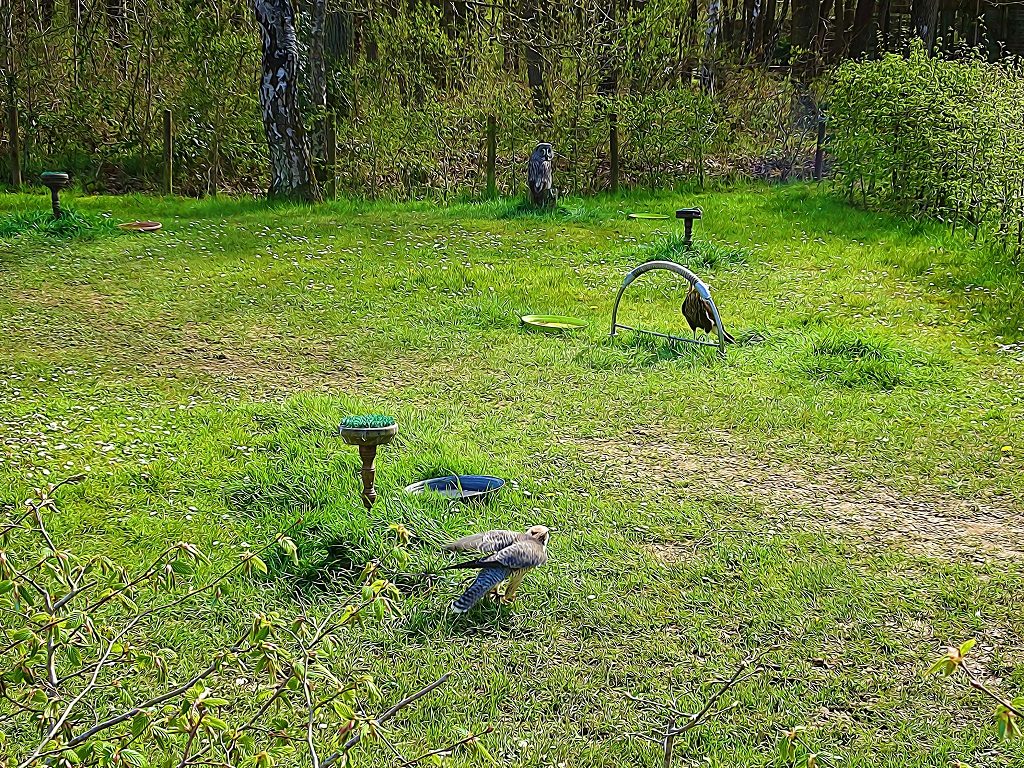 Des oiseaux