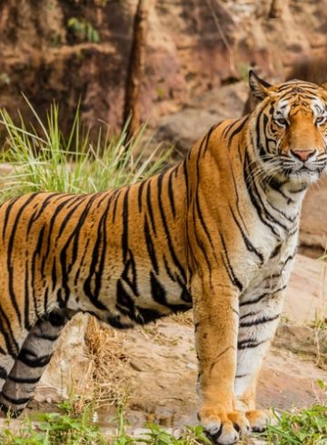 La réalité virtuelle pour les animaux