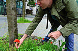 coquelicots à paris