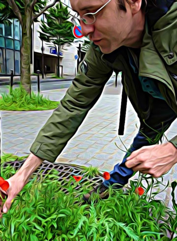 coquelicots à paris