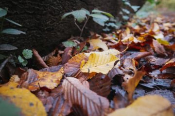 la musique de l'automne