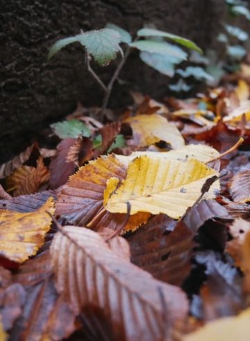 la musique de l'automne