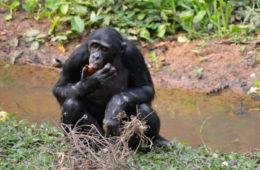 Un gorile en RDC, qui cherche à se nourrir