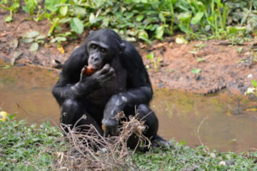 Un gorile en RDC, qui cherche à se nourrir