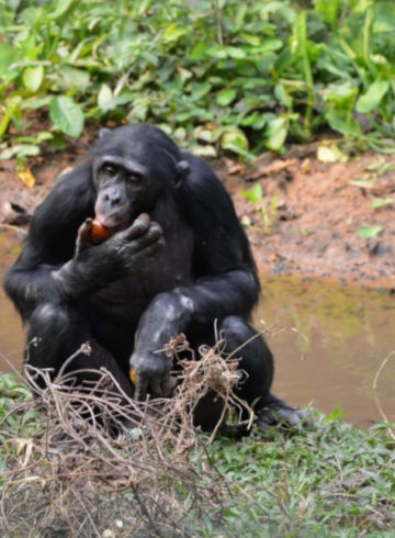 Un gorile en RDC, qui cherche à se nourrir