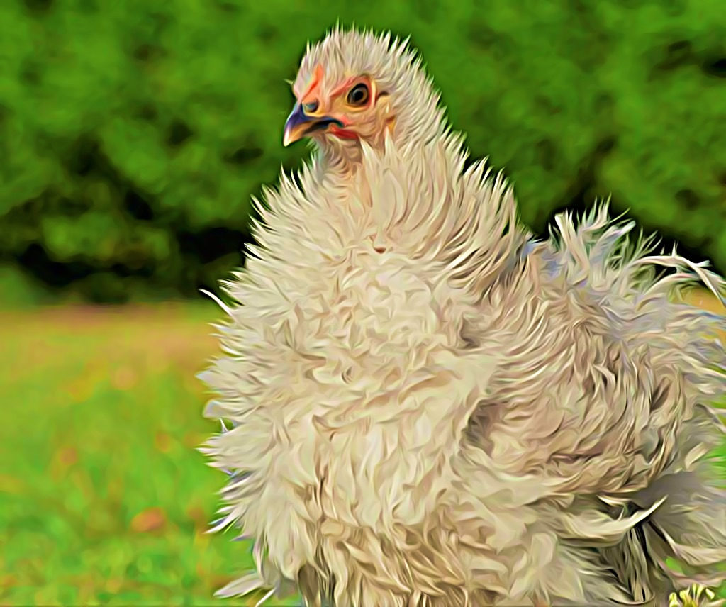 une poule de jardin