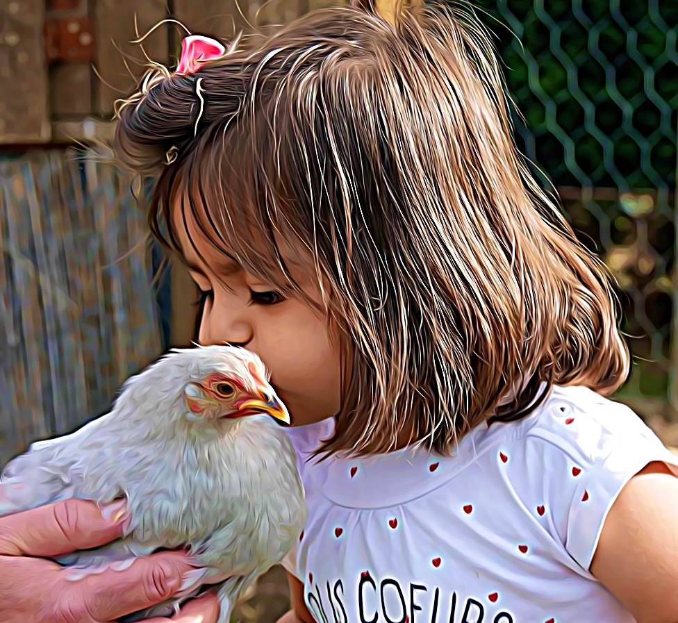 Des poules chics, en France