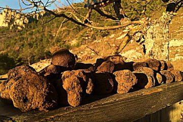 les truffes de mon pere