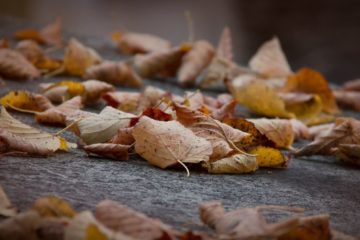 feuilles mortes