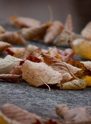 feuilles mortes