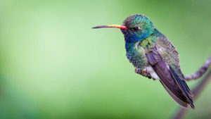 la part du colibri