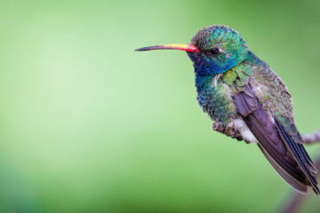 la part du colibri