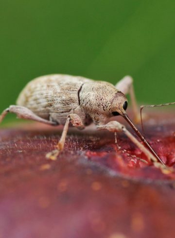 insectes charançon