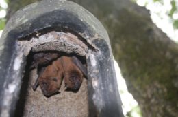 noctule