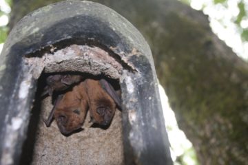 noctule