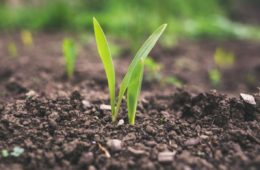 jeunes pousses terre agriculture