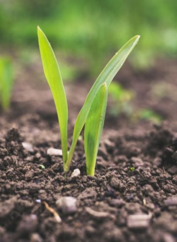 jeunes pousses terre agriculture