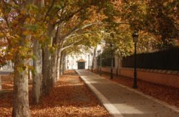 arbres en ville