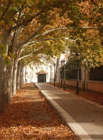 arbres en ville