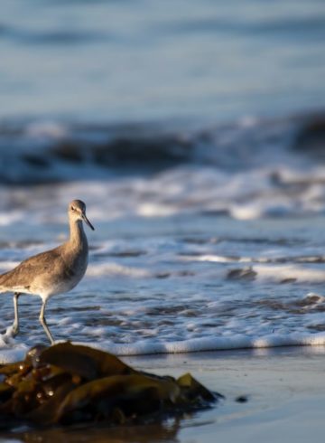 Océan oiseau