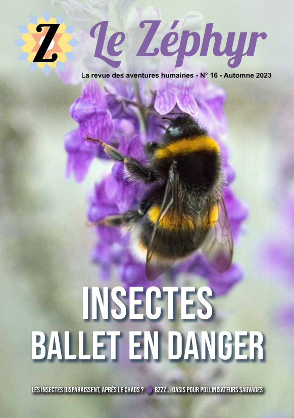 les insectes disparaissent