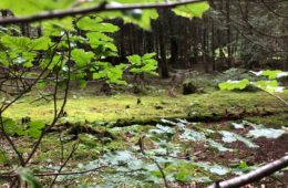 forêt auvergne