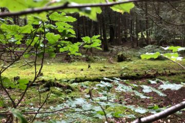 forêt auvergne