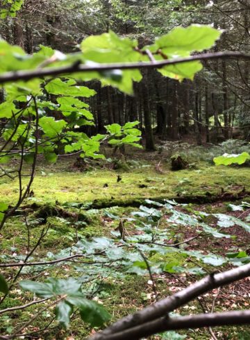 forêt auvergne