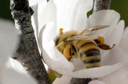 L'insecte dans le pétrin