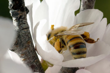 L'insecte dans le pétrin