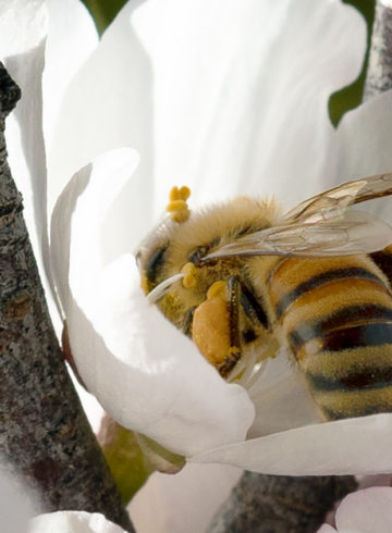 L'insecte dans le pétrin