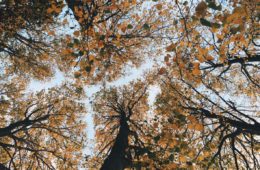 arbres en automne