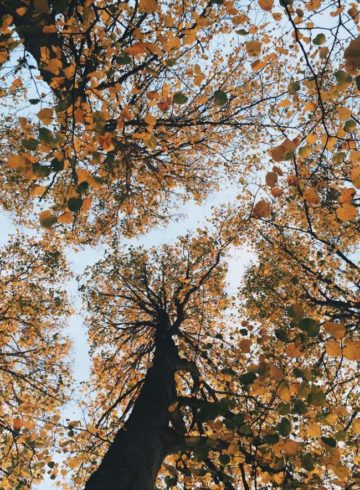 arbres en automne