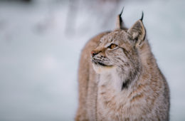 Lynx boréal