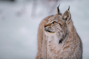 Lynx boréal