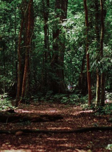 Forêt en Asie