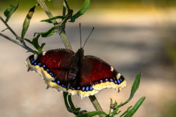 morio adulte papillon