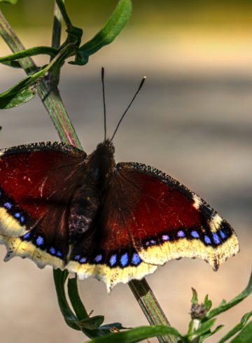 morio adulte papillon