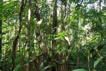 forêt tropicale