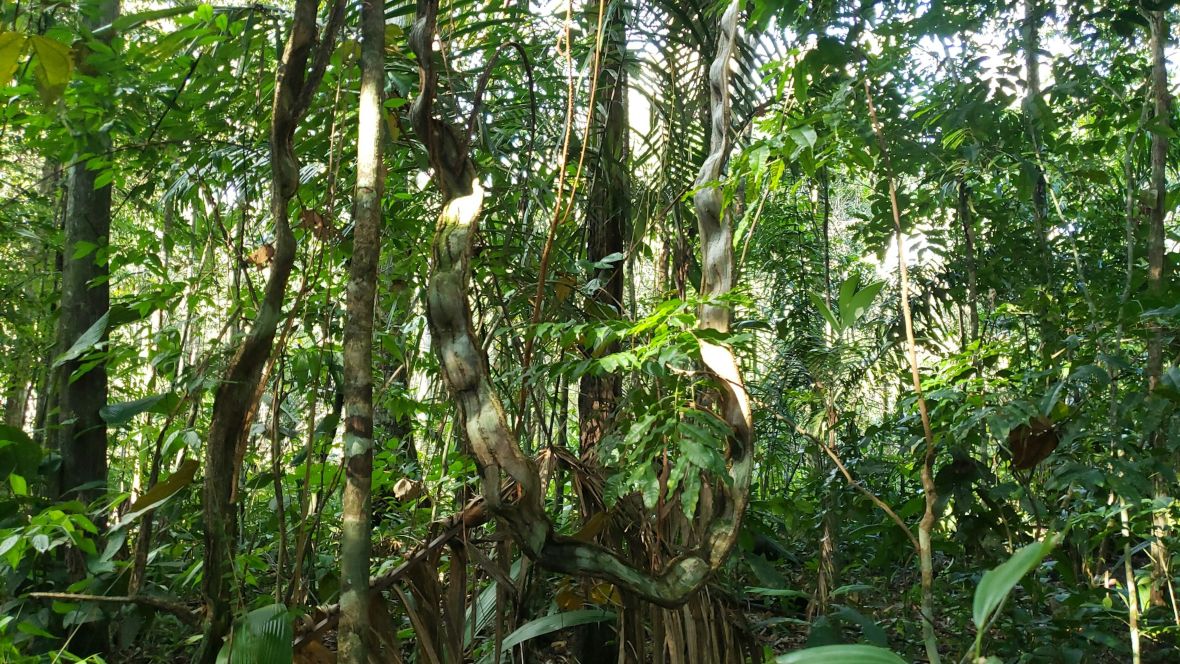 forêt tropicale