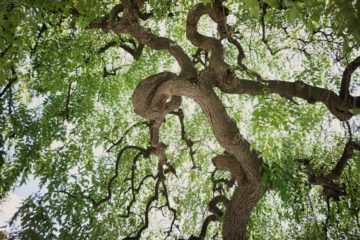 arbre et ciel