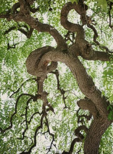 arbre et ciel