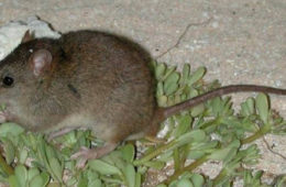 Bramble cay melomys