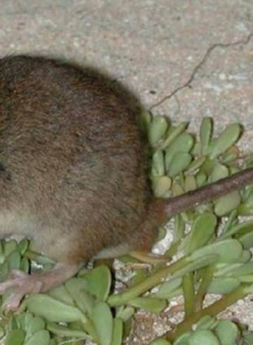 Bramble cay melomys