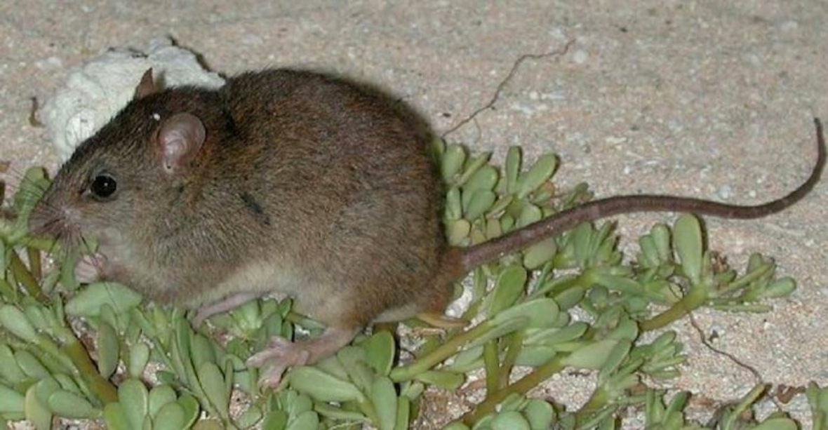 Bramble cay melomys