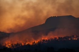 feu de forêt