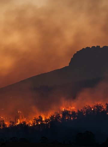 feu de forêt